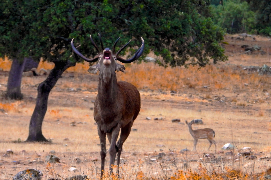 berrea andujar sierra morena alojamiento donde dormir